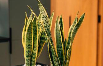 Green suite - Foto 30