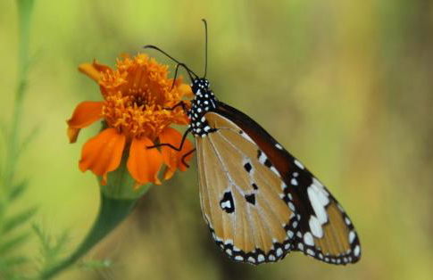 Domaine en Terre Happy - Foto 109