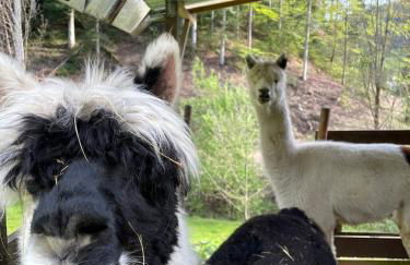 Wolfshound Cottage - Foto 52