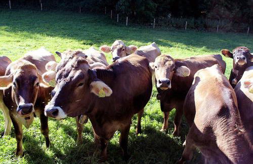 Appartement-Stetten - Foto 18