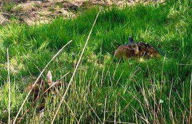 Das Blaue Haus - Foto 29