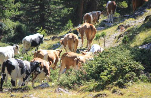 Alpinus Agriturism - Photo 72