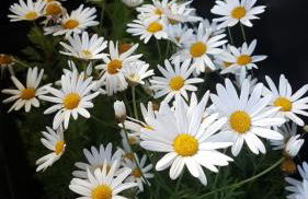 Sopro da Serra Chalés - Foto 73