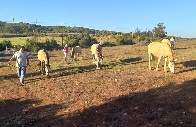 Santuario de Caballos: Un paseo por la naturaleza con Caballos Rescatados a tu lado - Foto 12