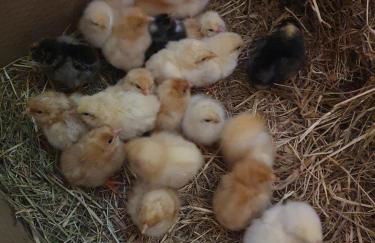 Dartmoor Reach Alpaca Farm - Foto 40