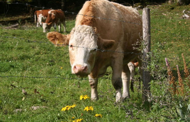 Waterval in het Huis Boshoek - Foto 15