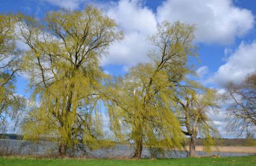 Storchennest - Foto 27