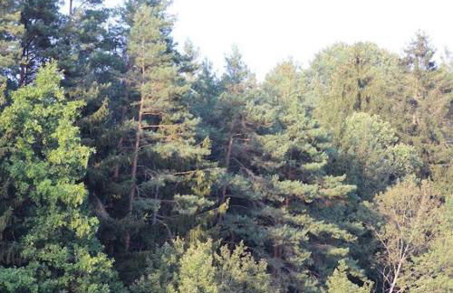 Heimerlmühle - Foto 17