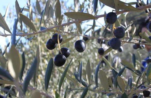 Masia Heredad La Boquilla - Foto 126