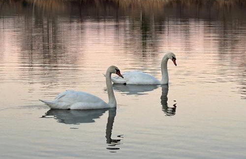 Maison provençale proche du lac - Foto 23