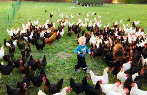 Landkulturhof Glücksbringer - Foto 21