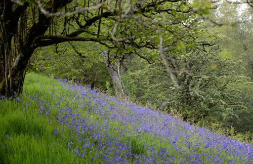 Snug Oak Hut with a view on a Welsh Hill Farm - Photo 10