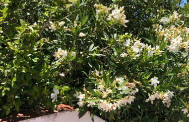 Genies Villa Boutique Algarve - Foto 44