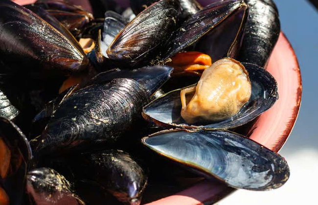 Passeio de barco com degustação de mexilhões - Foto 9
