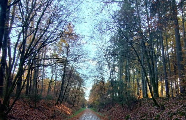 Ruhlen: Schneifel Escape - Photo 36