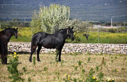 Masseria Medico di Maglie - Foto 32