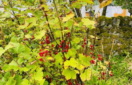 Traditional Highland Cottage Near Loch Ness-sleeps 6 - Foto 68