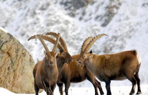 Apartment in Antey-saint-andre Near Ski Area - Foto 66