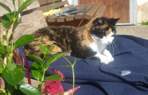 Biobetrieb Lippenhof - Photo 18