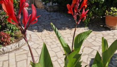 Apartments Rora - Foto 3