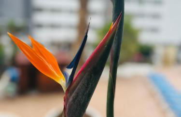 Blue Ocean Costa Adeje 506 - Foto 63