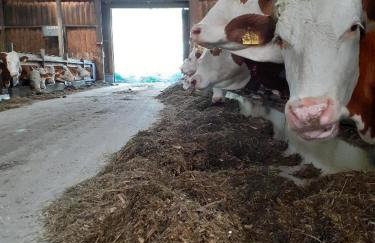 Mattheishof - Foto 39