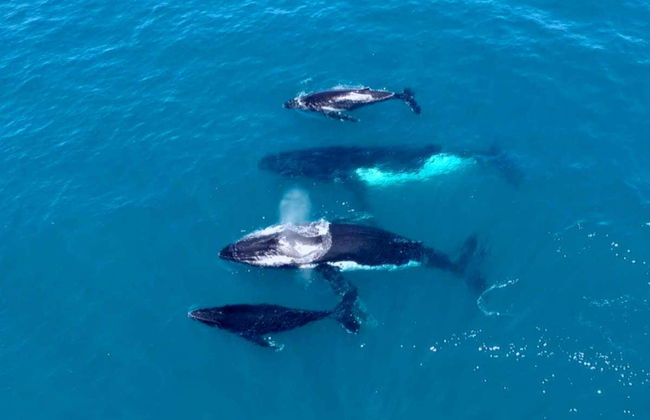 Whale Watching Cruise - Photo 7