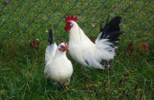 Ferienhaus Sylvia beim Waldrand - Foto 33