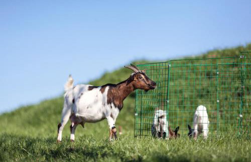 Gospodarstwo Agroturystyczne Kowalowe Wzgórze - Foto 27