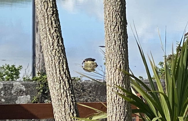 Seaview Cottage on the Island - Foto 77