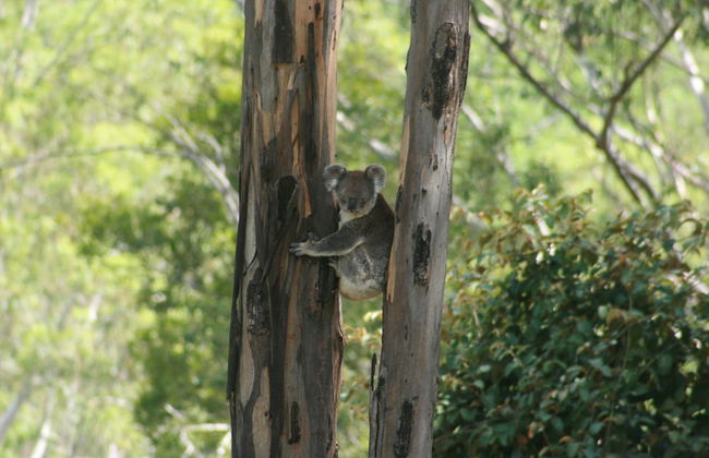 Bluegums Cabins Barrington Tops - Photo 78