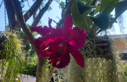 The Butterfly Cottage - Certified Butterfly Sanctuary - Ocean View Hot Tub - Authentic Keys Charm - Foto 3