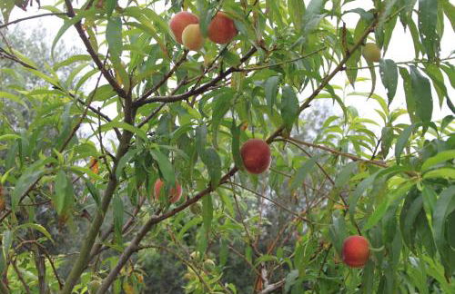 Quinta de São João - Foto 50