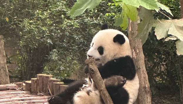 Dujiangyan Panda Base Volunteer Private Experience - Foto 2