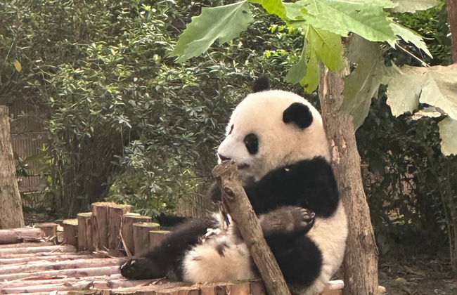 Volontariat dans la réserve de pandas de Dujiangyan - Photo 1