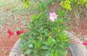 Sítio Vô Nono - Foto 2