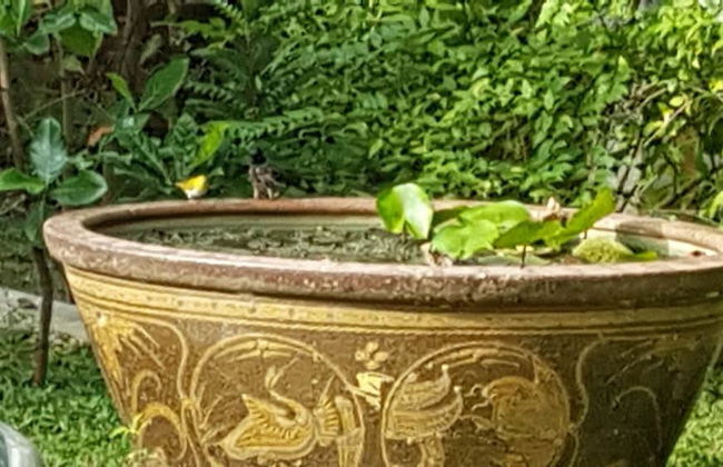 Siriniwasa Villa Induruwa - Foto 49