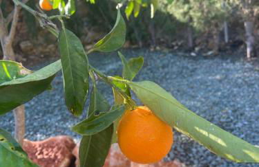 Casa Avellana - Photo 30