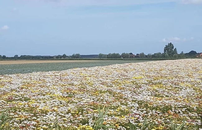 Holiday Home for the Kuckelkorn Family - Photo 8