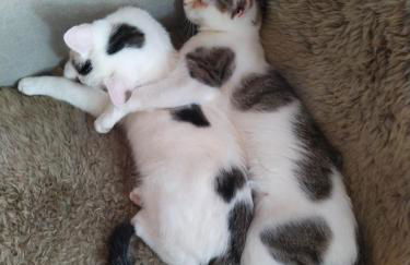 Ferienwohnung Rötzer - Foto 8