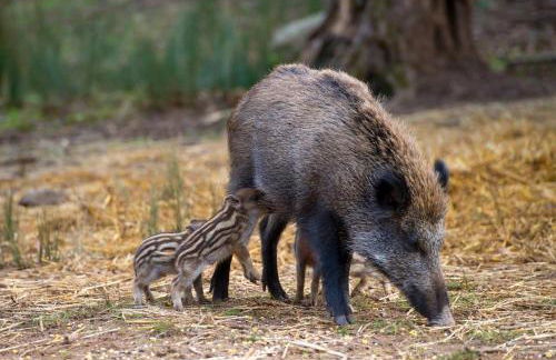Ericeira Vibes - Foto 54