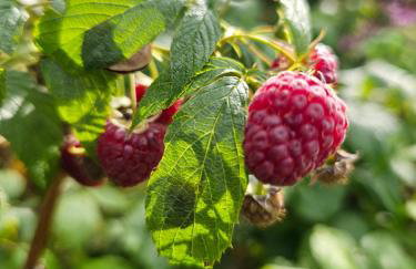 Kaszubskie Poddasze - Foto 13