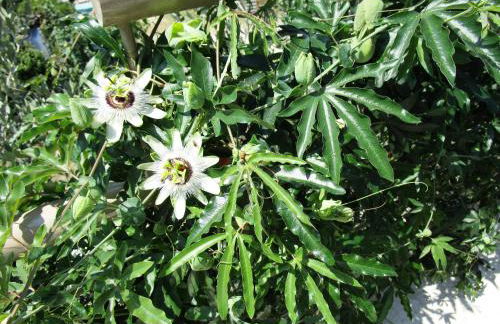 Villa Kiara - Foto 55