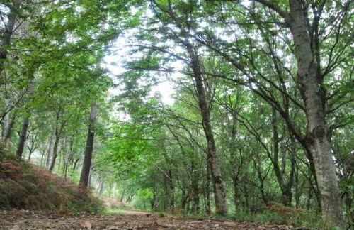 As Pagonas - Foto 37