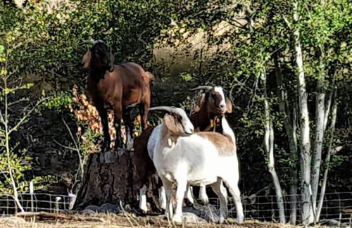 Cozy Cabin, near Mosier and Hood River - Foto 14