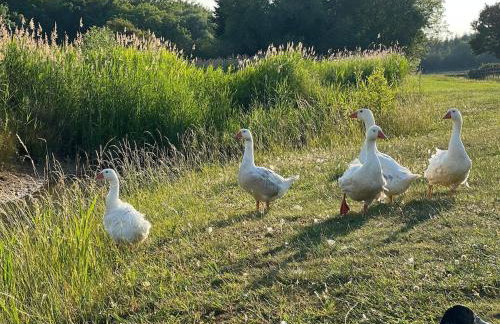 Rural Lake View in Welford upon Avon - Foto 6