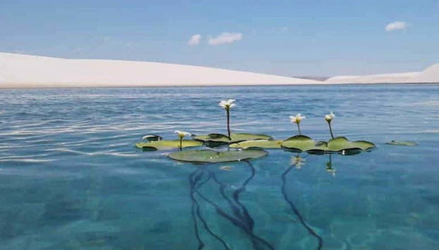 Excursion à la Lagune Bleue - Photo 5, Des plantes aquatiques dans une des lagunes de Barreirinhas