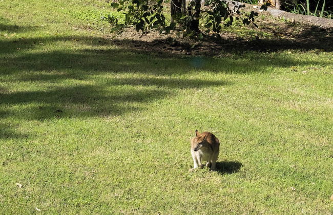 Airlie Beach Eco Cabins - Adults only - Photo 68