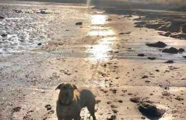 Woodend Cottage - Foto 40