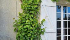 La petite chouette - Photo 4